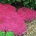 Photo Graines de fleurs rampantes Graines de thym ou de graines bleu arabette - décoration de jardin vivace Couvre-sol fleur 40pcs AA