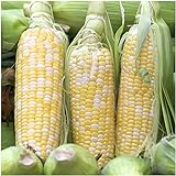Seed Needs, Peaches & Cream Sweet Corn (Zea mays) Bulk Package of 230 Seeds Non-GMO Photo, best price $8.99 ($0.04 / Count) new 2024