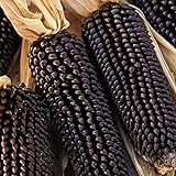 Maissamen für Pflanzen, 1 Beutel Mais-Samen natürlich frisch leicht rustikal Maissamen für Garten – Schwarze Maissamen Foto, bester Preis 2,39 € neu 2024