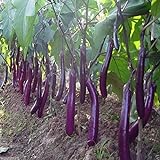 Long Purple Eggplant Seed for Planting | 150+ Seeds | Non-GMO Exotic Heirloom Vegetables | Great Gardening Gift Photo, best price $7.98 new 2024
