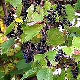 Wild Grape Vine Seeds (Vitis riparia) Packet of 10 Seeds Photo, best price $8.97 ($0.90 / Count) new 2024