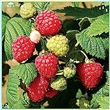 Fruit Plant Seeds 200+ Raspberry Seeds Bare Root Plants - All Season Collection Photo, best price $7.99 new 2024