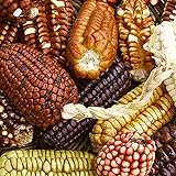 Maissamen,Hoher Mais,Großer Mais,,Seltener Mais,Leicht zu keimen-60 PCS,d Foto, bester Preis 15,01 € neu 2024