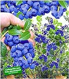 BALDUR Garten Trauben-Heidelbeere 'Reka® Blue', 1 Pflanze, Blaubeeren Heidelbeeren Pflanze, Vaccinium corymbosum reichtragend Foto, bester Preis 9,95 € neu 2024