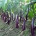 Photo 100pcs graines d'aubergine blanc long fruits asiatiques et graines végétales plante taux élevé de germination pour plantes à domicile et jardin facile à cultiver 2