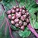 Foto Mil-dirigido la nave libre de la púrpura de semillas de col coles de Bruselas col Mini semillas de plantas hortícolas - 40 semillas