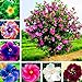 Foto Semillas para plantar, 300pcs/Bag Semillas de Hibiscus Magnífica Forma Gigante Mezcla Color Rústico Semillas de Flores para Balcón - Hibiscus Seeds#