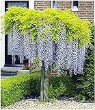 BALDUR Garten Blauregen auf Stamm winterhartes Stämmchen, 1 Pflanze Wisteria sinensis Glycinie Zierstämmchen Foto, bester Preis 24,99 € neu 2024