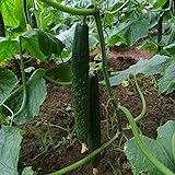 50Pcs High Yielding Cucumber Seeds for Planting Non-GMO Vegetable Seeds Garden Seed ,for Growing Seeds in The Garden or Home Vegetable Garden Photo, best price $6.99 new 2024