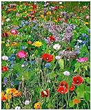 Lot de 100 graines de Fleurs sauvages en mélange - annuelles et vivaces Photo, meilleur prix 4,39 € (0,04 € / unité) nouveau 2024