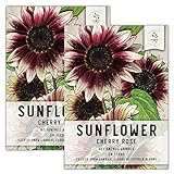 Seed Needs, Cherry Rose Sunflower (Helianthus annuus) Twin Pack of 50 Seeds Each Photo, best price $8.85 ($0.09 / Count) new 2024