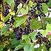 Photo Wild Grape Vine Seeds (Vitis riparia) 10+ Michigan Wild Grape Seeds in FROZEN SEED CAPSULES for The Gardener & Rare Seeds Collector, Plant Seeds Now or Save Seeds for Years