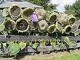 20 PC semillas de girasol gigantes grandes semillas de flor de girasol negro semillas de girasol gigante ruso para el jardín de Foto, mejor precio 3,99 € nuevo 2024