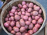 Potato Seed - MOZART - Excellent Table Quality Potato - ORGANIC - 6 Tubers Photo, best price $10.99 new 2024