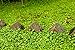 Foto Rasenersatz Bodendecker Dichondra repens silberregen 300 SAMEN -Gras, das nicht tobe gemäht