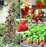 250+ Red Climbing Strawberry Seeds Everbearing Fruit Plant Home Garden Sweet and Delicious Photo, best price $8.00 ($0.03 / Count) new 2024
