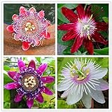 50pcs Passion Flower Seeds Garden Rare Passiflora Incarnata Potted Plants Seeds Photo, best price $9.00 ($0.18 / Count) new 2024
