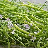 Rat's Tail Radish Seeds - Packet of 20 Seeds Photo, best price $8.97 new 2024