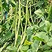 Foto 30 unids semillas de frijoles largos, deliciosa planta nutritiva de la granja de jardín para el hogar para la plantación del jardín del jardín al aire libre 1 Semillas de frijoles largos