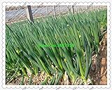 fistulosum 500pcs Allium, en macetas semillas de cebolla china, cebolla de verdeo Semillas -Cuatro Vegetable Seeds temporada de siembra para jardín Foto, mejor precio 14,98 € nuevo 2024