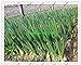 Foto fistulosum 500pcs Allium, en macetas semillas de cebolla china, cebolla de verdeo Semillas -Cuatro Vegetable Seeds temporada de siembra para jardín