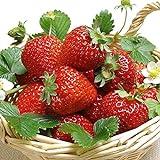 AUTFIT 100pcs Große Erdbeere Same Kletter-Erdbeere Samen Erdbeer-Samen Garten Erdbeer-Bio-Samen Erdbeeren im Garten Foto, bester Preis 2,99 € neu 2024