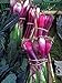Foto Zwiebel 'Lange Rote von Florenz' (Allium cepa) 500 Samen Zipolle Lauchzwiebel
