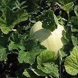 Honeydew Seeds - Green Flesh - Heirloom - Liliana's Garden Photo, best price $5.95 new 2024