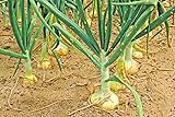 Vidalia Sweet Onion Seeds Organic Non-GMO 110/170 Days Spring/Fall Garden rsc2a1r (200+ Seeds) Photo, best price $9.99 new 2024