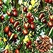 Foto Azufaifo semillas, 1 bolsa de semillas de azufaifo dulce fresco Ligera Natural Friut Semilla Granja Decoración