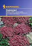 Sperli Blumensamen Steinkraut Alyssum, violett, grün Foto, bester Preis 2,01 € neu 2024
