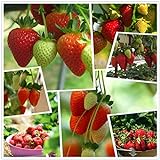 Red Strawberry Climbing Strawberry Fruit Plant Seeds Home Garden New 300 pcs Photo, best price $10.88 new 2024