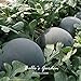 Foto 10pcs gigante Ronda Negro sandía Semillas de frutas de semilla de melón dulce Agua 25 libras jardín de DIY DIY Bonsai semillas de plantas