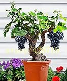 50 Traubenkernen Mini Bonsai Weinrebe Seeds - Vitis Vinifera Fruchtsamen für Pflanzenhausgarten Foto, bester Preis 14,99 € neu 2024