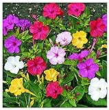 80 Mixed Four O'Clock Seeds - Tender Perennial That Reseeds Easily Photo, best price $9.99 ($0.12 / Count) new 2024
