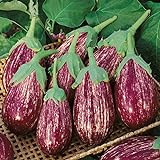 David's Garden Seeds Eggplant Shooting Stars 1315 (Purple) 50 Non-GMO, Heirloom Seeds Photo, best price $4.45 new 2024
