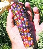 Vegetable Seeds 20 dulce Rainbow maíz semillas coloridas Healty maíz en grano Cereales Sementes 95% + de germinación en la granja Jardín Bonasai púrpura Foto, mejor precio 14,99 € nuevo 2024