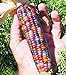 Foto Vegetable Seeds 20 dulce Rainbow maíz semillas coloridas Healty maíz en grano Cereales Sementes 95% + de germinación en la granja Jardín Bonasai púrpura
