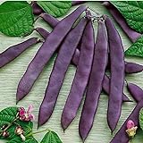 David's Garden Seeds Bean Pole Dow Purple Podded 9975 (Purple) 50 Non-GMO, Open Pollinated Seeds Photo, best price $4.45 new 2024