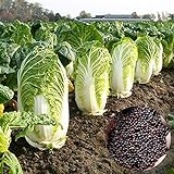 Chinesischer Kohlsamen, 1 Beutel Chinakohl Samen Produktive schnellen Core Wrapping Compact Bulb nahrhaften Gemüsesamen für Yard Foto, bester Preis 0,01 € neu 2024