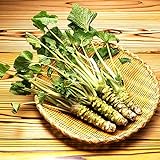 200pcs / lot Semillas wasabi, vegetal de semillas de rábano picante japonés para plantar fácil crecer Bonsai Plantas del jardín de DIY Plantas Foto, mejor precio 4,99 € nuevo 2024