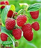 BALDUR Garten Rote Himbeeren TwoTimer® Sugana®, 3 Himbeerpflanzen, Rubus idaeus Foto, bester Preis 29,85 € neu 2024