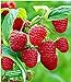 Foto BALDUR Garten Rote Himbeeren TwoTimer® Sugana®, 3 Himbeerpflanzen, Rubus idaeus