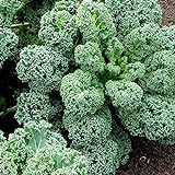 100 unids Curly Kale Semillas, Home Garden Backyard Farm Nutrited Vegetable Plant For Planting Garden Yard al Aire Libre 1 Semillas de Col rizada Foto, mejor precio 0,01 € nuevo 2024