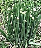 100 Winterheckenzwiebel Samen, Allium fistulosum, Welsh Onion, mehrjährig,winterhart Foto, bester Preis 3,99 € neu 2024