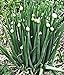 Foto 100 Winterheckenzwiebel Samen, Allium fistulosum, Welsh Onion, mehrjährig,winterhart