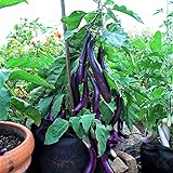 Eggplant , Long Purple Eggplant Seeds, Heirloom, Non GMO, 50 Seeds, Garden Seed, Long Purple, Heirloom, Non GMO, 25+Seeds, Garden Seed Photo, best price $2.29 ($0.09 / Count) new 2024