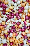 Onion Sets, MIX, Red,Yellow,White (30 Bulbs) Garden Vegetable Photo, best price $8.95 new 2024