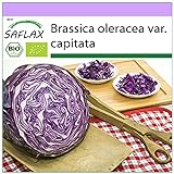 SAFLAX - Ecológico - Col repollo - 250 semillas - Brassica oleracea Foto, mejor precio 3,95 € nuevo 2024