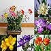 Foto 100 unidades de semillas de flores perfumadas de fresia perenne para interiores y jardines raros bulbos para mujeres, hombres, niños, principiantes, regalo de jardineros